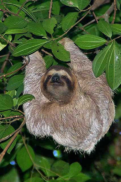 3 toed Sloth