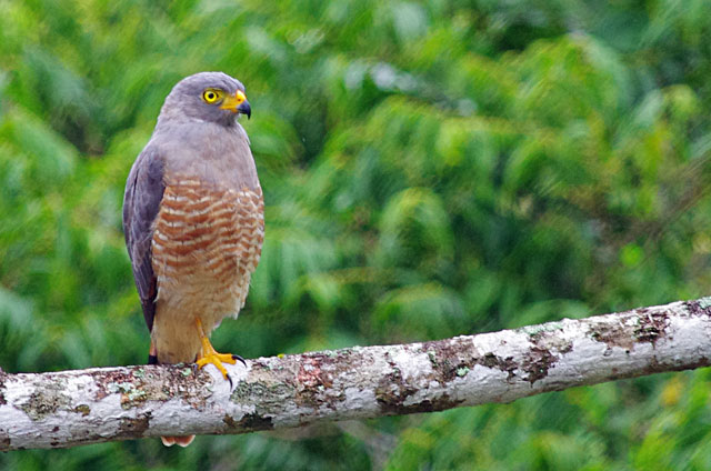 Double Toothed Kite