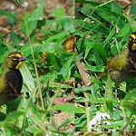 Yellow-faced-Grassquit