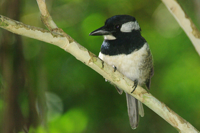 Black Breasted Puffbird