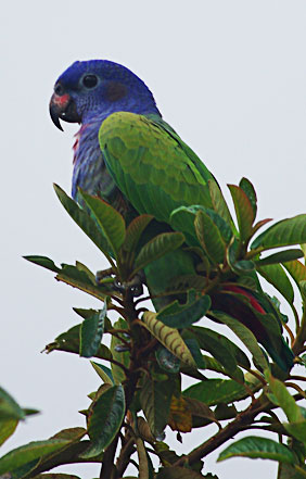 Blue Headed Parrot