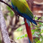 green-macaw