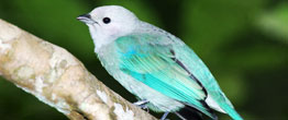 Birds of Panama - Photos