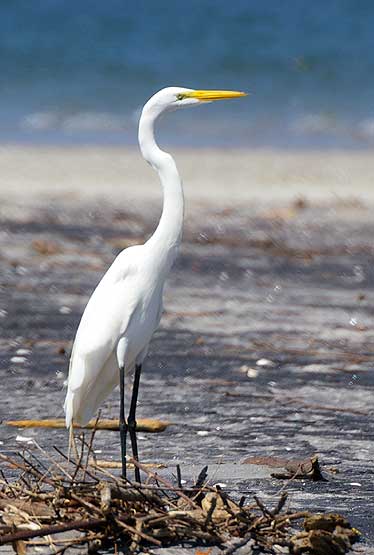 Great White Egret in Punta Chame