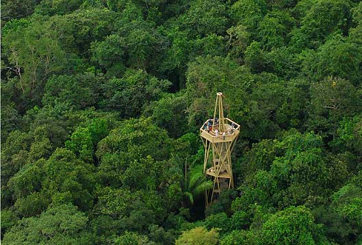 Rainforest Observation Tower
