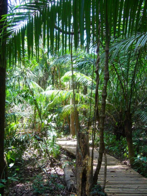 Rainforest Hike Ways