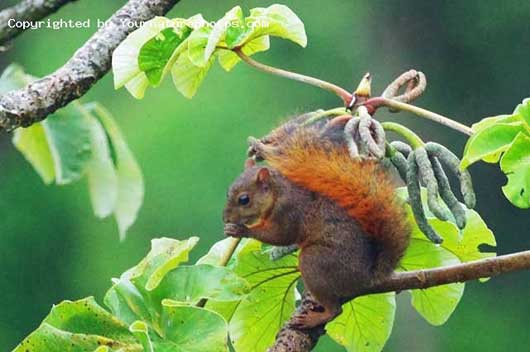 Red tailed Squirrel