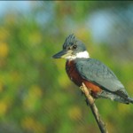 ringed-kingfisher