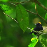 Tawny Crested Tanager