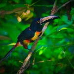Collared Aracari