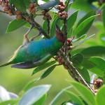 Bay-headed-Tanager