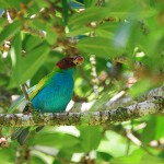 Bay-headed-Tanager