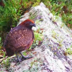 Black Eared Wood Quail