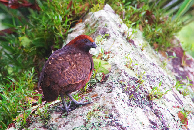 Black Eared Wood Quail