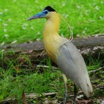 Capped-Heron