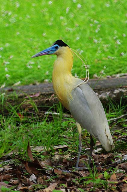 Capped-Heron