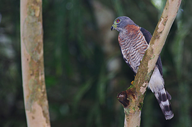 Double Toothed Kite