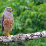 Double-toothed-Kite