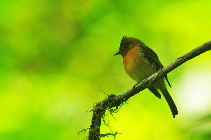 Ochraceous Pewee
