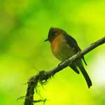 Ochraceous Pewee