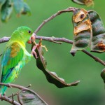 Parakeet