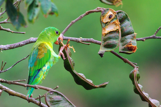 Orange Chinned Parakeet