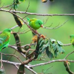 Parakeet
