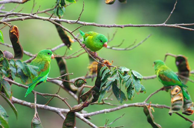 Orange Chinned Parakeet