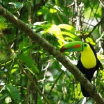 Rainbow-Billed-Toucan