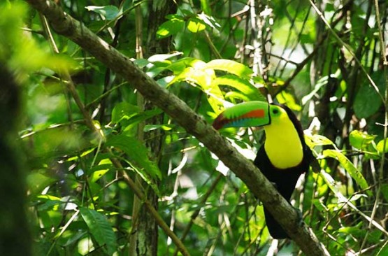 Rainbow Billed Toucan
