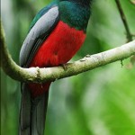 Slaty Tailed Trogon