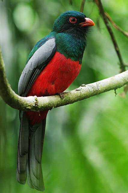 Slaty Tailed Trogon