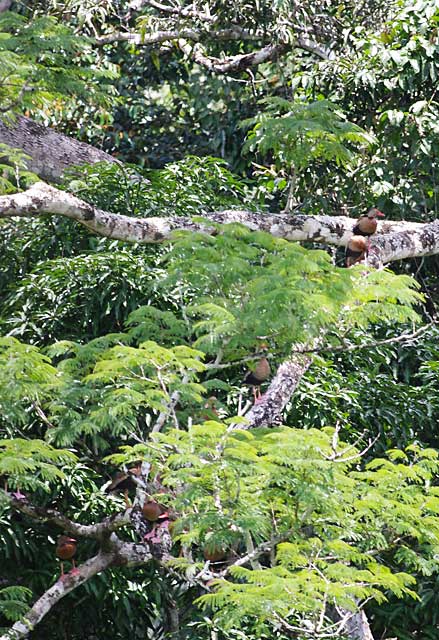 whistling ducks or tree ducks