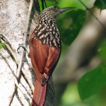 Black Striped Woodcreeper