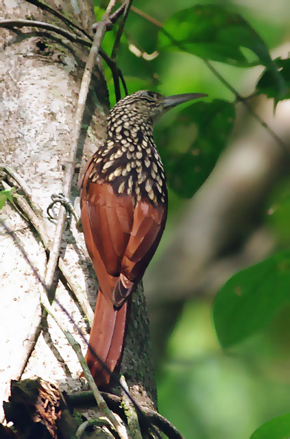 Black Striped Woodcreeper