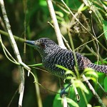 antshrike