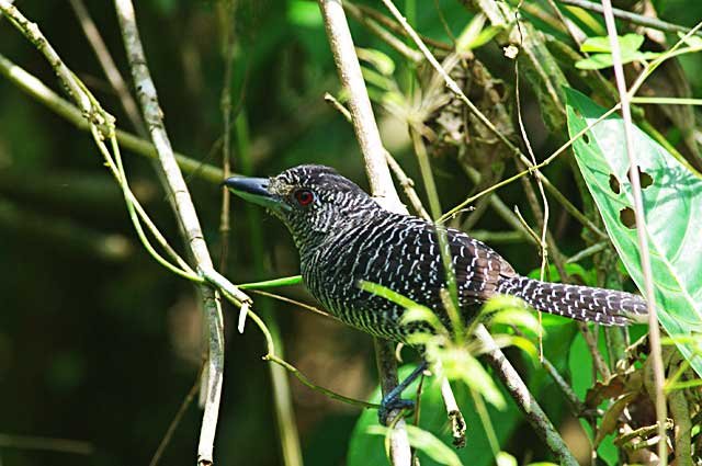 Barred Antshrike