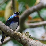 Golden Hooded Tanager