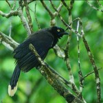 black-chested-jay