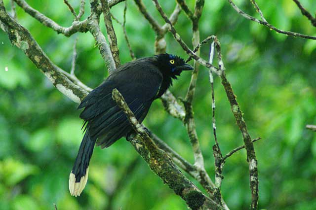 Black Chested Jay