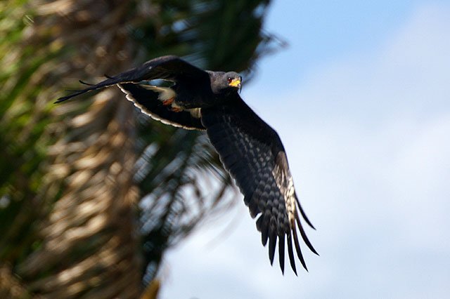 Black Hawk