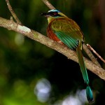 blue-crowned-motmot