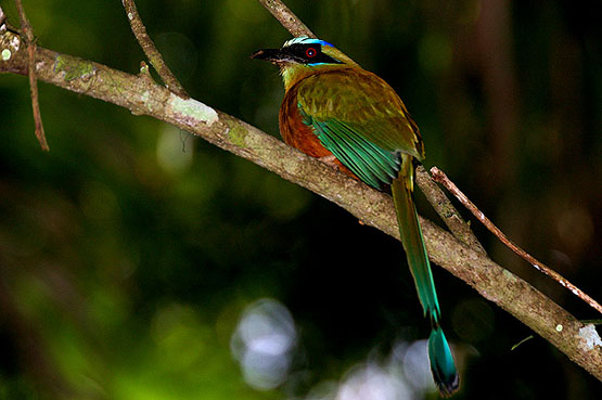 Blue Crowned Motmot