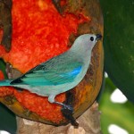 Blue Grey Tanager