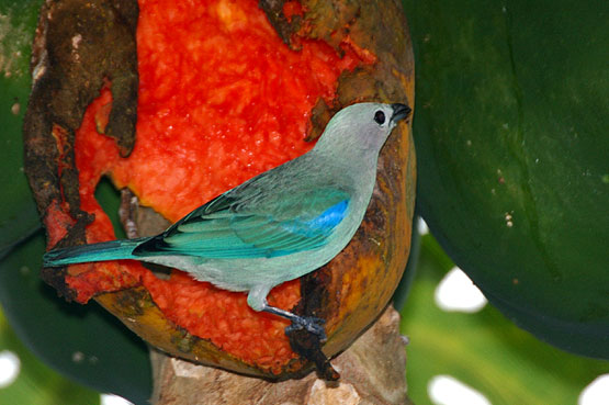 Blue Grey Tanager