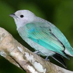 blue-grey-tanager