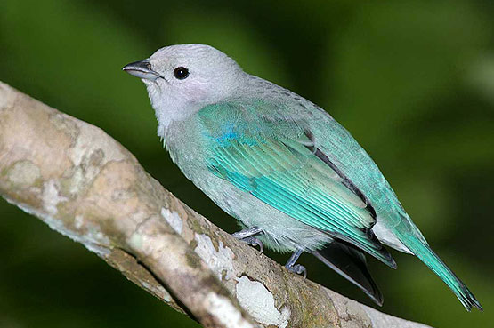 Blue Grey Tanager