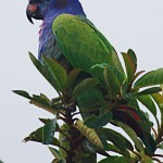 blue-headed-parrot