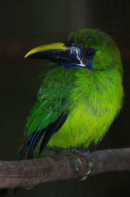 Blue Throated Toucanet