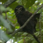 Spectacled Owl